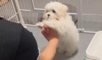 はじめての「アゴ乗せチャレンジ」。突然の「アゴ」の要求にマルチーズは・・困惑しちゃった!?