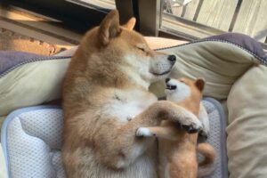 羊毛フェルトの柴犬をぎゅっ！ぬいぐるみをだっこしてお昼寝する柴犬がかわいすぎる！「夢の中でも一緒だよ」「幸せそうに眠ってますね」