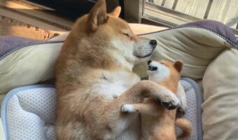 羊毛フェルトの柴犬をぎゅっ！ぬいぐるみをだっこしてお昼寝する柴犬がかわいすぎる！「夢の中でも一緒だよ」「幸せそうに眠ってますね」