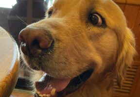 キラッキラの笑顔のゴールデンレトリバー。自分のごはんが運ばれてきた時のリアクションに「かわいらしい反応」「待望の笑顔～」