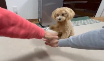 みんなでそろって「えいえいおー」。愛犬も一緒に手を重ねてくれるのがかわいすぎる!!