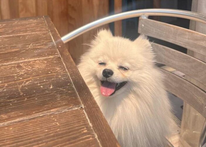 ご機嫌な笑顔がかわいすぎるポメラニアン！ごはんを頼んでもらったから、来るのが待ち遠しいね～
