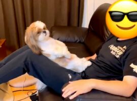 その体勢は犬として正しいの？飼い主さんの足の上でくつろぐシーズーに「真似をしているのかも」「腹筋してるの？」