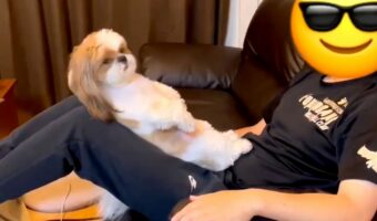 その体勢は犬として正しいの?飼い主さんの足の上でくつろぐシーズーに「真似をしているのかも」「腹筋してるの?」