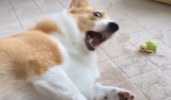「口で取った方が早いと思う」オモチャにおててを伸ばし奮闘するコーギーに反響！