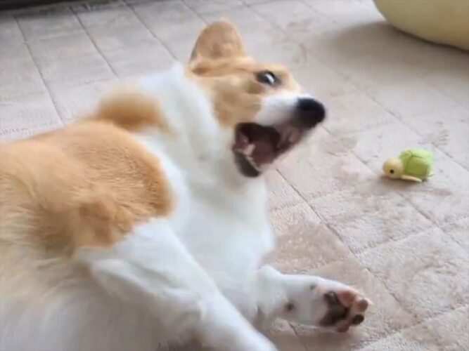 「口で取った方が早いと思う」オモチャにおててを伸ばし奮闘するコーギーに反響！