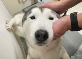 まろやかフェイスのハスキー犬が話題に。キリッとはしていないけど、優しいその表情が魅力的！！