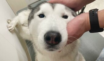 まろやかフェイスのハスキー犬が話題に。キリッとはしていないけど、優しいその表情が魅力的!!