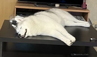 机でぐっすり眠っているハスキー犬。その寝姿に「ヒンヤリして心地良さそう」「緩みきった寝顔がかわいい」