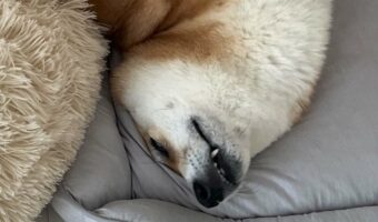 柴犬の体が柔らかすぎる!?その寝相が話題に「とんでもない方向に曲がってますね」「芸術点高いわ」