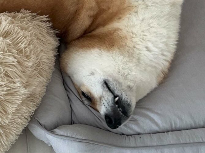 柴犬の体が柔らかすぎる！？その寝相が話題に「とんでもない方向に曲がってますね」「芸術点高いわ」
