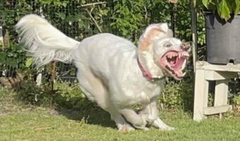 楽しく庭を走っているだけなのに・・!イングリッシュセッターの表情が話題に