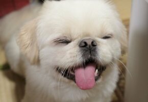 ペキニーズが『超ウケる』の顔をしてる！「常にそばにいてほしい」「めっちゃおもろいんやけどの声が聞こえる」