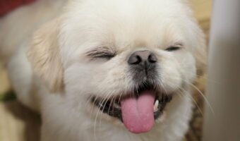 ペキニーズが『超ウケる』の顔をしてる！「常にそばにいてほしい」「めっちゃおもろいんやけどの声が聞こえる」