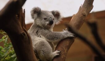 コアラの握力が1トンというのは嘘?本当?動物握力ランキングも紹介!