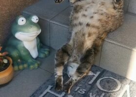 階段で寝てしまったネコ。仰向けになってスゴい寝相だ！！【海外・動画】