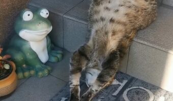 階段で寝てしまったネコ。仰向けになってスゴい寝相だ!!【海外・動画】