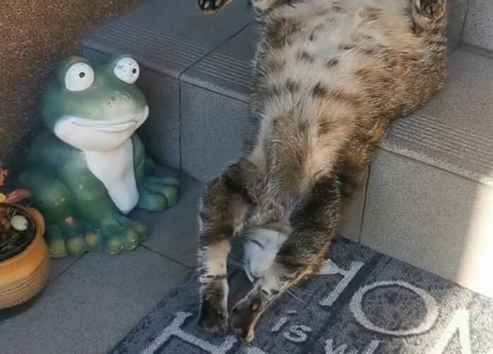 階段で寝てしまったネコ。仰向けになってスゴい寝相だ！！【海外・動画】