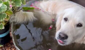 温室の水桶に浸かるゴールデンレトリバー。上がってから体をブルブルすれば・・水やりもできちゃう!!【海外・動画】