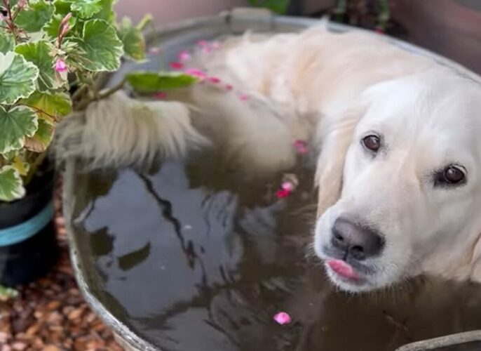 温室の水桶に浸かるゴールデンレトリバー。上がってから体をブルブルすれば・・水やりもできちゃう！！【海外・動画】