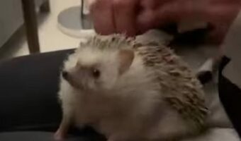 背中をカキカキ。ハリネズミのリラックスタイム【海外・動画】