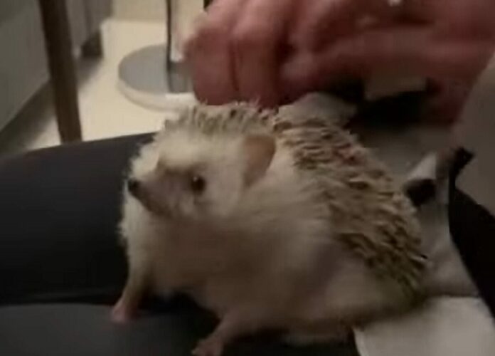 背中をカキカキ。ハリネズミのリラックスタイム【海外・動画】