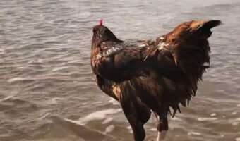 映え意識?ニワトリが波打ち際に佇んでる!!【アメリカ・動画】