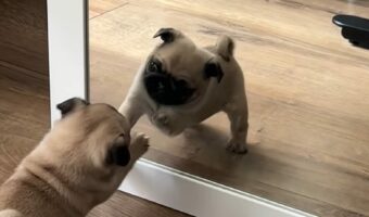 お友達と遊んでいるつもり?子犬が鏡に写る自分とわちゃわちゃ!!
