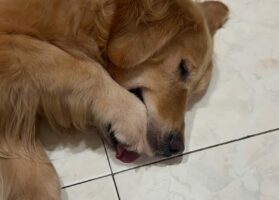 ゴールデンレトリバー流の指しゃぶり？口におててを入れてねんね中！！【海外・動画】