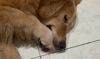 ゴールデンレトリバー流の指しゃぶり？口におててを入れてねんね中！！【海外・動画】