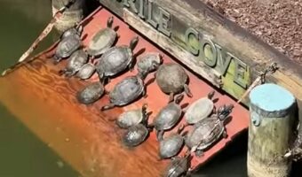 日当たり抜群で最高?カメたちに人気の甲羅干しスポットを発見!!【海外・動画】