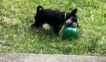 ボール遊びをするシュナウザー。ボールをくわえようとするけど・・ちょっと大きすぎた?【海外・動画】
