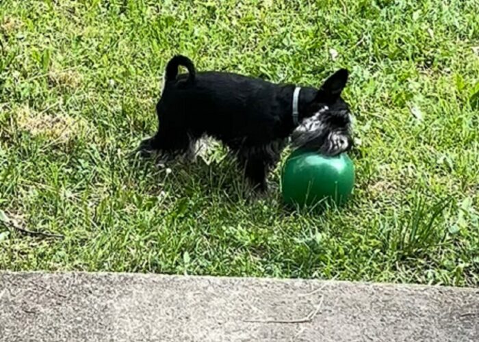 ボール遊びをするシュナウザー。ボールをくわえようとするけど・・ちょっと大きすぎた？【海外・動画】