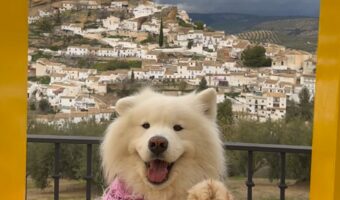 あなたはどっちに目が行く？モンテフリオの絶景？それともピョコピョコ耳が動く笑顔のサモエド？【海外・動画】