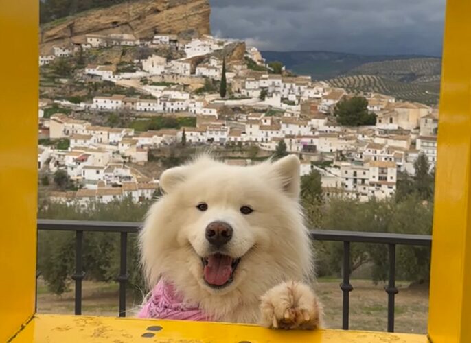 あなたはどっちに目が行く？モンテフリオの絶景？それともピョコピョコ耳が動く笑顔のサモエド？【海外・動画】