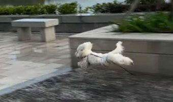 ビションフリーゼの見事なジャンプ!石畳以外踏んじゃダメなルールみたい!!【海外・動画】