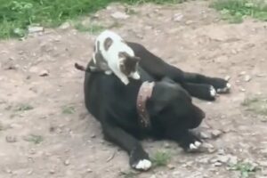 ネコの青空マッサージ屋さん？野良猫がやって来たと思ったら・・愛犬の背中をふみふみこねこね！！