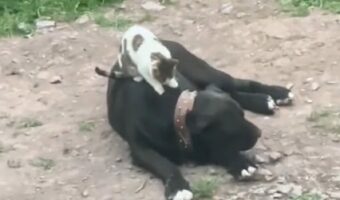 ネコの青空マッサージ屋さん？野良猫がやって来たと思ったら・・愛犬の背中をふみふみこねこね！！