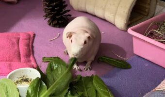 モルモットの食欲が止まらない!ずっとモグモグ・・ひたすらモグモグ!!【海外・動画】