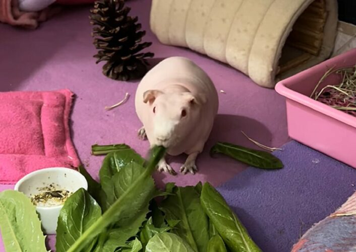 モルモットの食欲が止まらない！ずっとモグモグ・・ひたすらモグモグ！！【海外・動画】