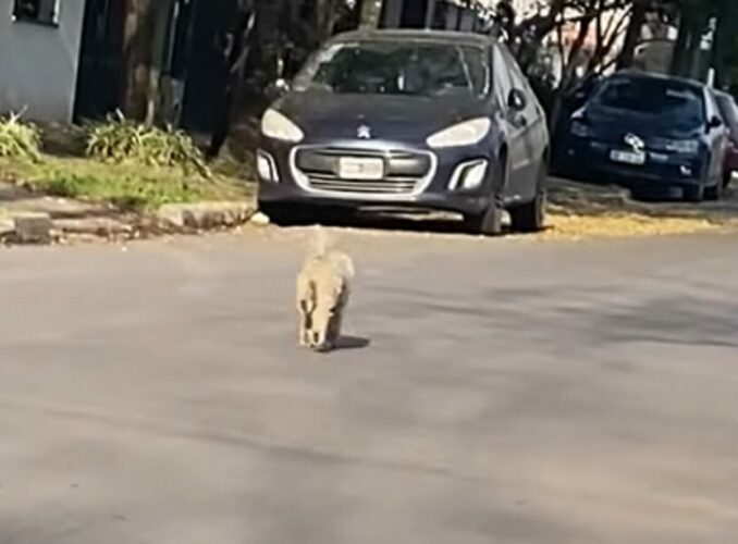 るんたった、るんたった～とスキップして進むイヌ。何かいいことでもあったのかな？