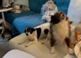 飼い主さんの帰宅を喜んでいた愛犬たち。ところがイタズラがバレたその瞬間・・！！【海外・動画】