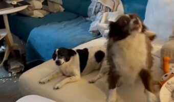 飼い主さんの帰宅を喜んでいた愛犬たち。ところがイタズラがバレたその瞬間・・!!【海外・動画】