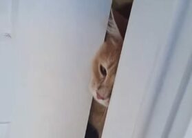 お家に入ろうにも入れない！？玄関の前に元気なネコたちが待機していて内開きのドアが開けられない！？【海外・動画】