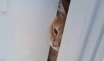 お家に入ろうにも入れない!?玄関の前に元気なネコたちが待機していて内開きのドアが開けられない!?【海外・動画】