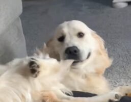 ゴールデンレトリバーが自分のしっぽをパクっ！遊び始めたらスゴイ体勢になった！？