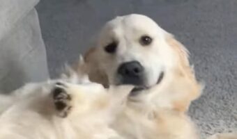 ゴールデンレトリバーが自分のしっぽをパクっ！遊び始めたらスゴイ体勢になった！？