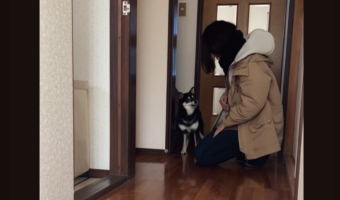 バタバタ動き回ったり吠えたりしていた豆柴が一転!だっこされた瞬間スンっとなる様子が話題に