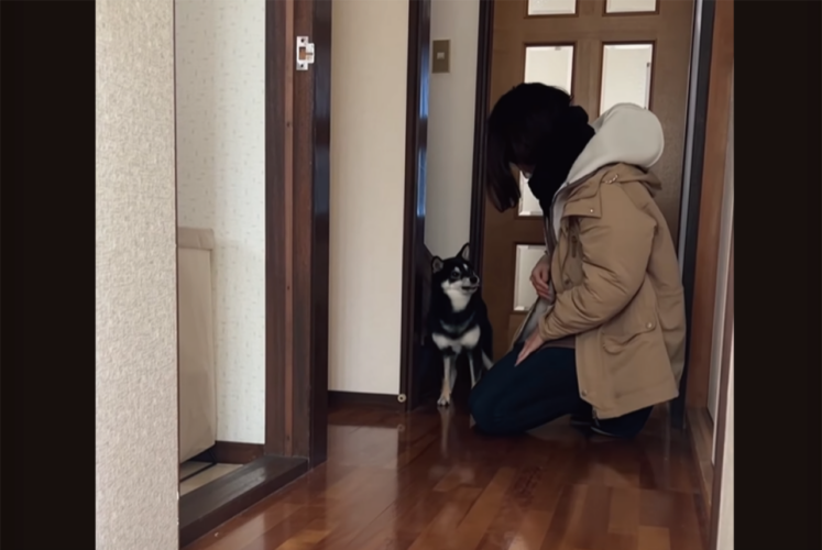 バタバタ動き回ったり吠えたりしていた豆柴が一転！だっこされた瞬間スンっとなる様子が話題に