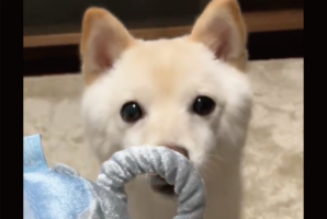 賢い豆柴！目の前に鼻先サイズの小さなわっかを差し出されたら・・どうする？
